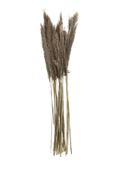 DRIED PLANT PAMPAS NATURAL FOLIAGE WITH LONG STEMS, 2" X 1" X 35"