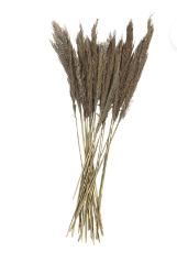 DRIED PLANT PAMPAS NATURAL FOLIAGE WITH LONG STEMS, 2" X 1" X 35"