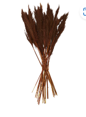 DRIED PLANT PAMPAS NATURAL FOLIAGE WITH LONG STEMS, 2" X 1" X 35"