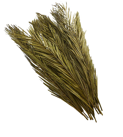 GREEN DRIED PLANT PALM LEAF NATURAL FOLIAGE WITH FEATHER INSPIRED STEMS, 4" X 1" X 43"