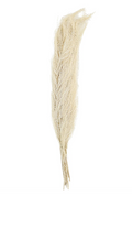 WHITE DRIED PLANT FEATHER LIKE LEAVES NATURAL FOLIAGE WITH STEMS, 4" X 1" X 35"